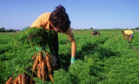 agricultural worker