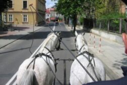 horse and carriage