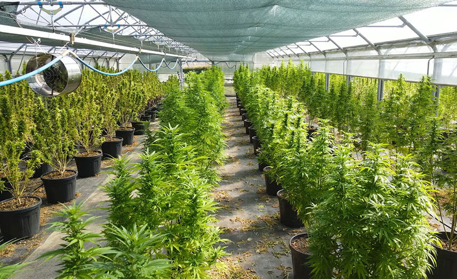 What safety professionals need to know about hazards in the cannabis ...