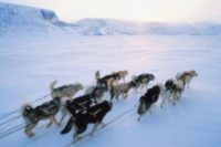 dogsled