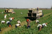 agriculture workers